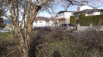 View the album Pruning February 2012